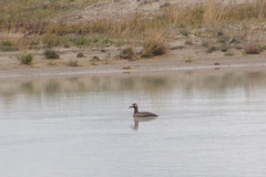 Melanitta stejnegeri