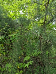 Casuarina equisetifolia