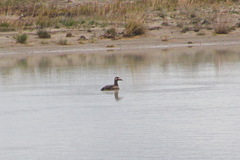 Melanitta stejnegeri