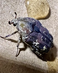 Protaetia fusca