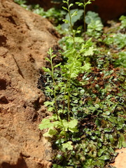 Anogramma leptophylla