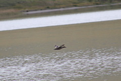 Melanitta stejnegeri