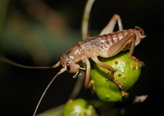 Gryllacrididae