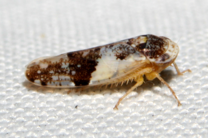 Norvellina scitula