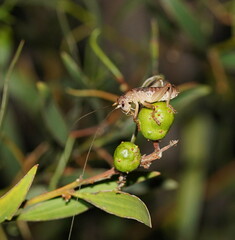 Gryllacrididae
