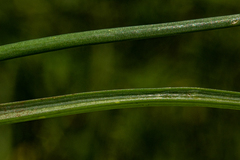 Dipcadi longifolium image