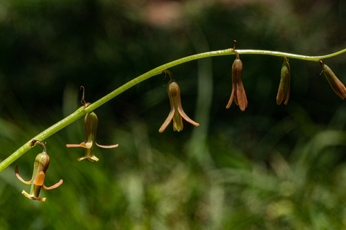 Dipcadi longifolium image