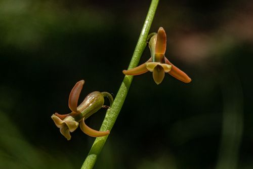 Dipcadi longifolium image