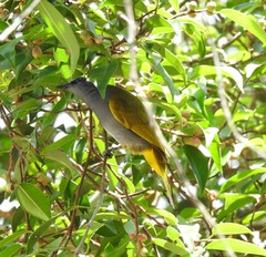 Rubigula cyaniventris