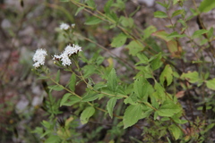 Stevia macbridei