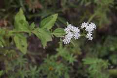 Stevia macbridei