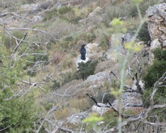 Corvus corax laurencei