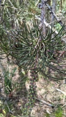 Melaleuca linearis