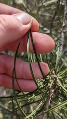 Melaleuca linearis