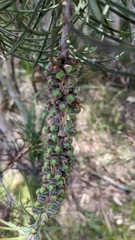 Melaleuca linearis