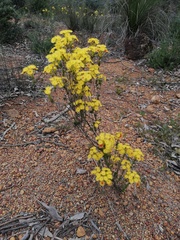 Verticordia grandiflora