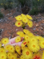 Verticordia grandiflora