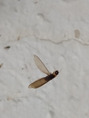 Kalotermes flavicollis