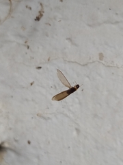 Kalotermes flavicollis