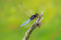 Crocothemis nigrifrons