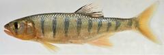 Opsaridium peringueyi