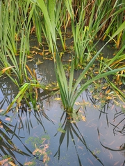 Typha latifolia