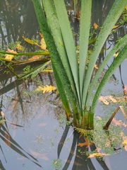 Typha latifolia