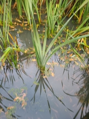 Typha latifolia