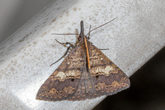 Oxaenanus brontesalis