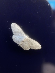 Idaea seriata