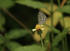 Leptotes plinius