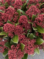 Skimmia
