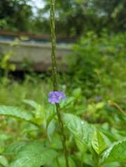 Stachytarpheta