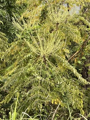 Aralia decaisneana
