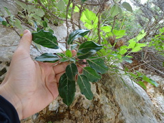 Staehelina petiolata