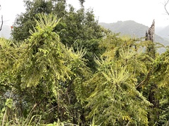 Aralia decaisneana