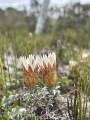 Helichrysum retortum