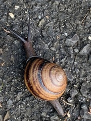 Sphaerospira fraseri