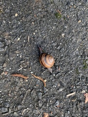 Sphaerospira fraseri