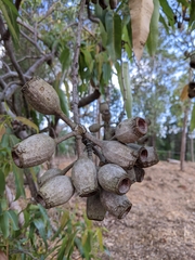 Corymbia