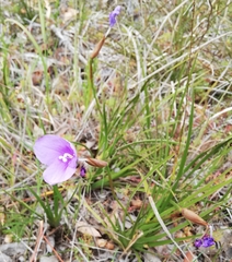 Patersonia occidentalis