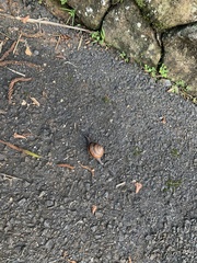 Sphaerospira fraseri