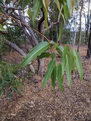 Corymbia