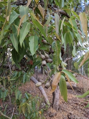 Corymbia