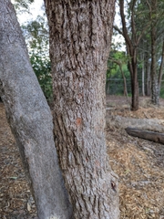 Corymbia