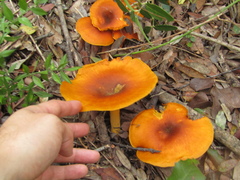 Omphalotus olearius