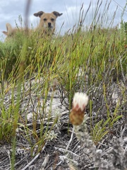 Helichrysum retortum