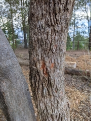 Corymbia