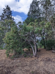 Corymbia