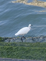 Egretta garzetta